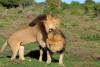 Two Kalahari lions in Addo Elephant National Park