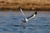 Grey headed gull catching fish at Lake Kariba in Zimbabwe