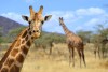 Amboseli National Park