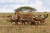 Masai Mara