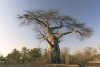 Baobab in Zambezi National Park, Zimbabwe