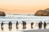 African penguins on sandy coast, Cape Town