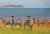 Zebras and Impala standing on the lush plains on the edge of Lake Kariba