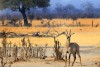 Roan Antelope standing on the dry dusty plains in Hwange NP, Zimbabwe