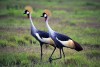 Amboseli National Park