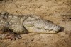 Crocodile in St. Lucia, iSimangaliso Wetland Park