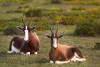 Bonteboks resting at De Hoop Nature Reserve