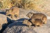A Rock Hyrax, Augrabies Falls National Park
