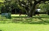 Siana Springs Intrepids