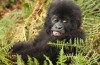 Rwanda Gorillas