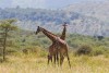 Tarangire National Park