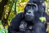 Bwindi Impenetrable National Park