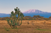 Kilimanjaro View