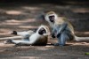 Tsavo West National Park