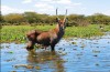 Lake Naivasha