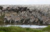 Wildebeest migration safari tours