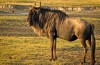 Wildebeest