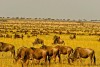 Wildebeest migration