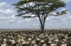 Wildebeest migration safari