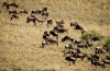 Wildebeests in Ngorongoro Crater