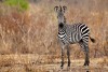 Mikumi National Park