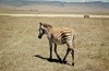 Ngorongoro Crater