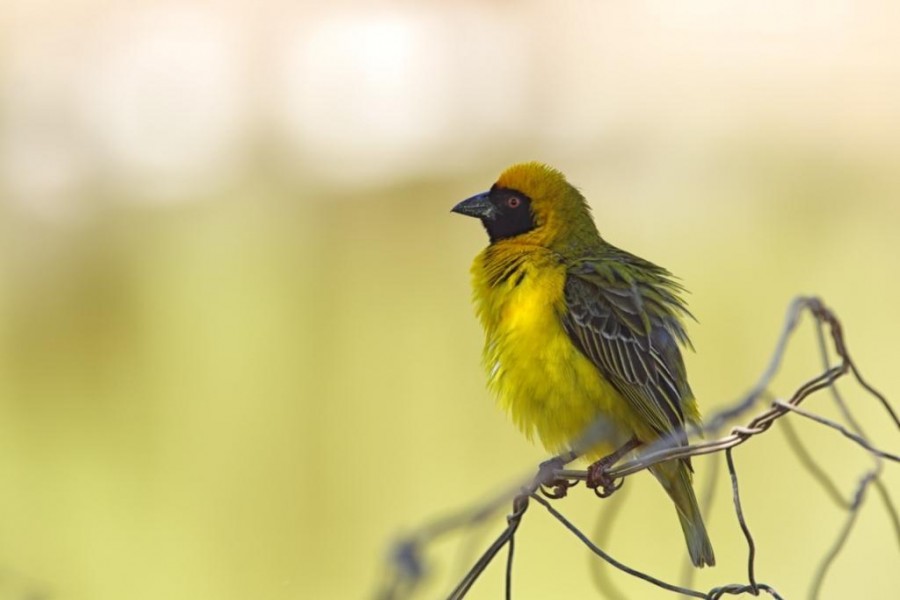  African Masked Weaver (Ploceus velatus)