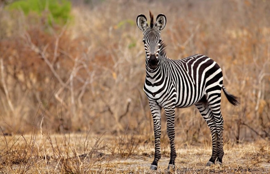 Karibu Selous - 7 Day Southern Tanzania Safari