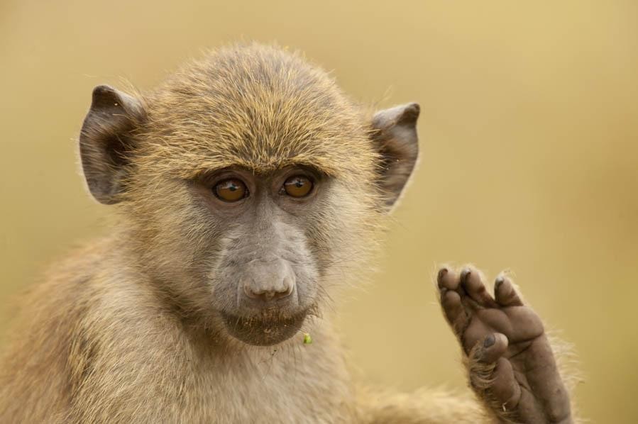 Olive Baboon (Papio anubis)