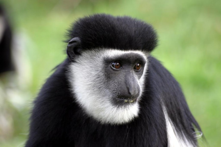 Black-and-white colobus (Colobus guereza)