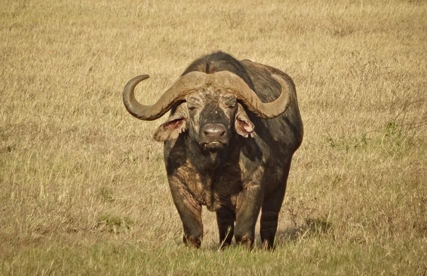 Ngorongoro Crater