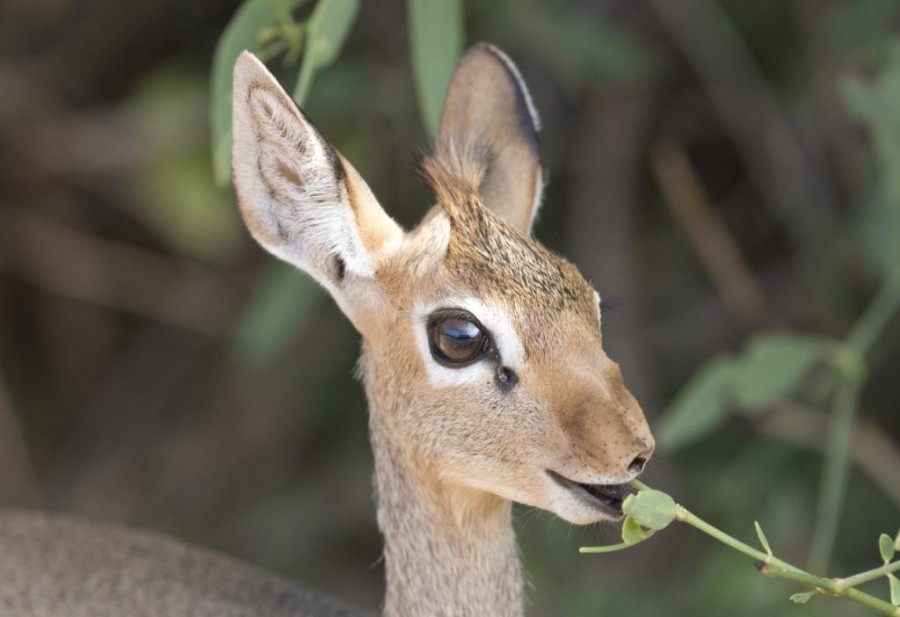 Kirk's Dik Dik (Madoqua kirkii)