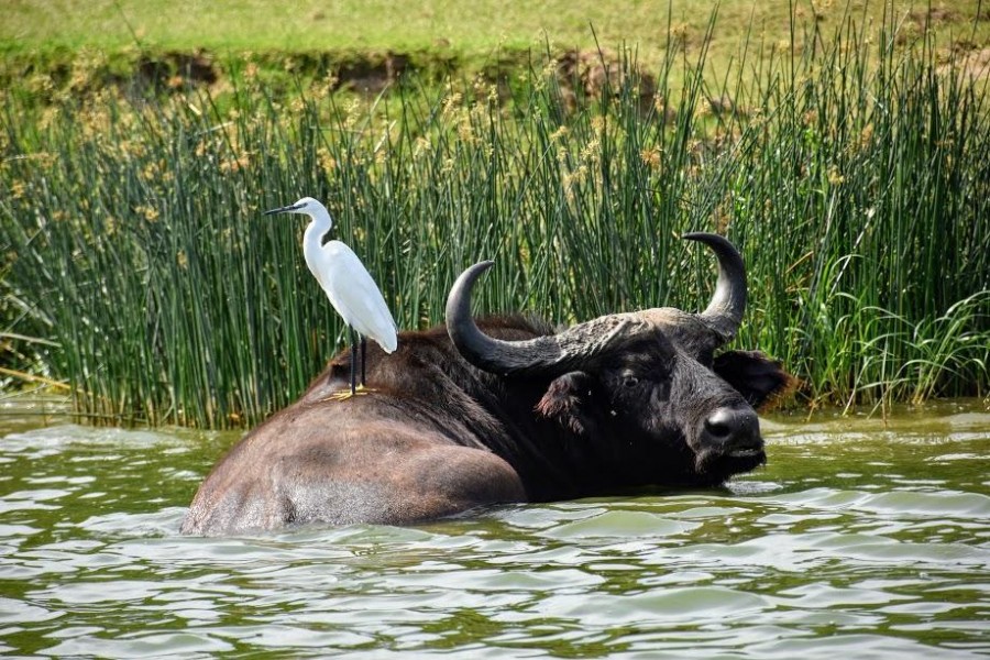 Queen Elizabeth National Park