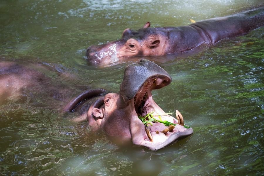 Hippopotamus (Hippopotamus amphibius)