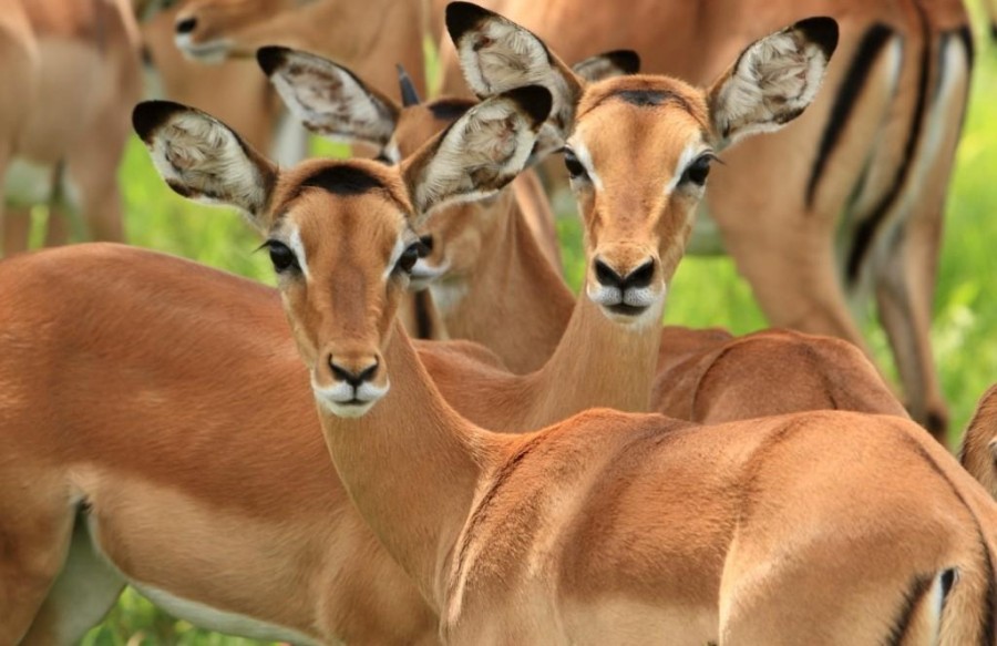 Southern Big Five Safari - Mikumi & Selous