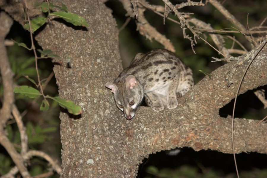 Large-spotted Genet (Genetta tigrina)