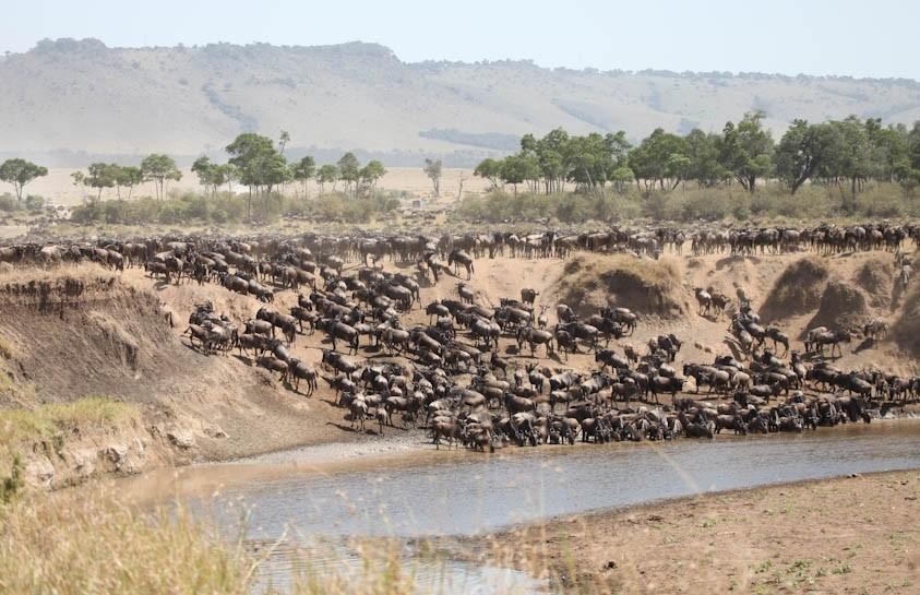 Great Migration in Masai Mara