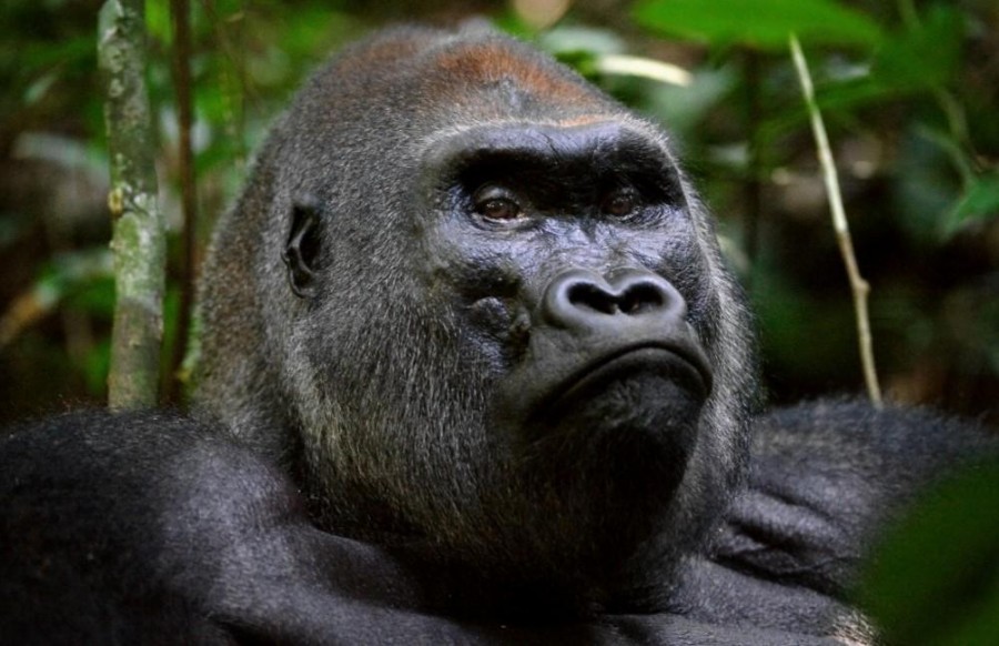  Mountain gorilla (Gorilla beringei beringei)