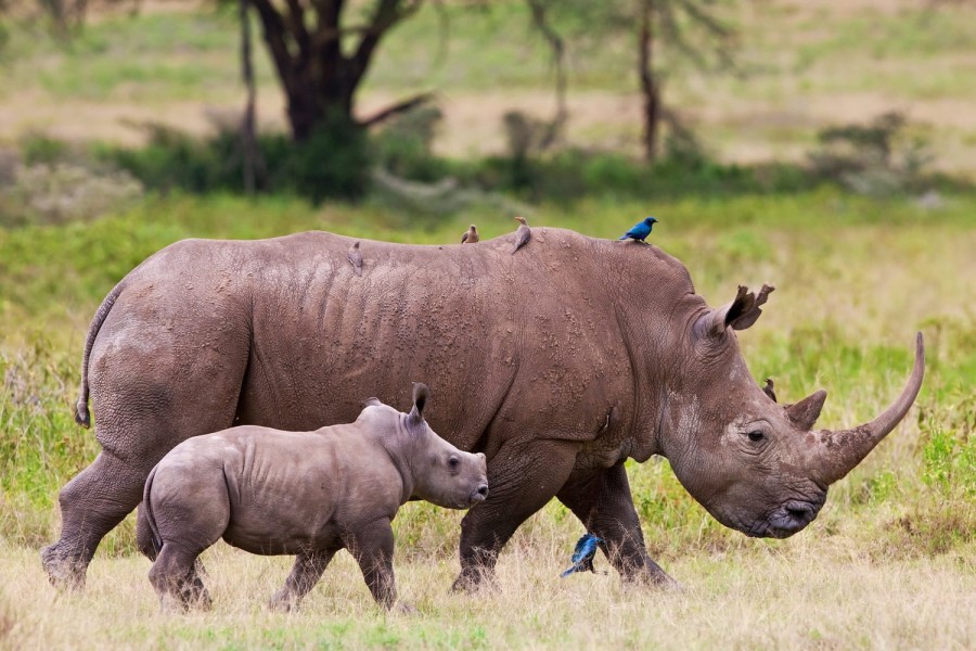 Lake Nakuru National Park