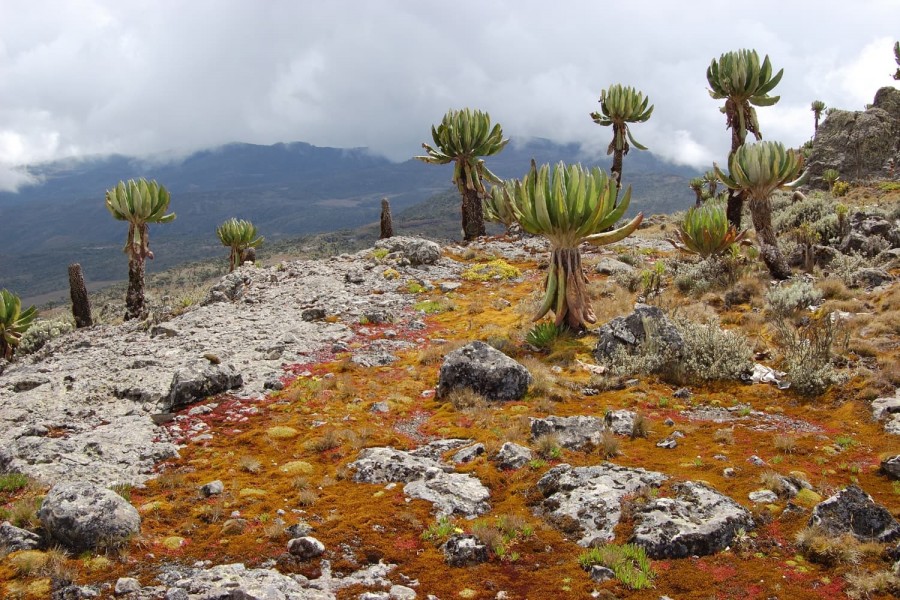 Mount Elgon