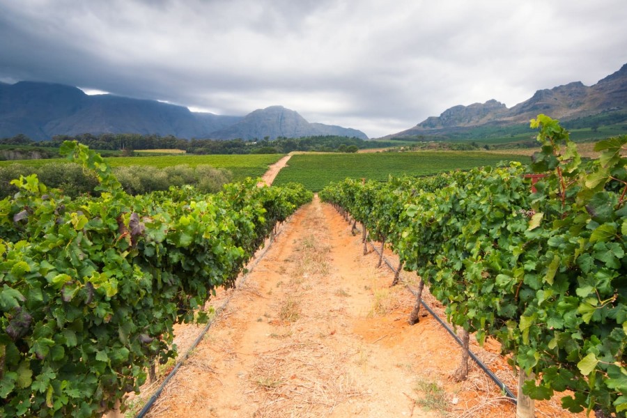 Half Day Cape Winelands Tour