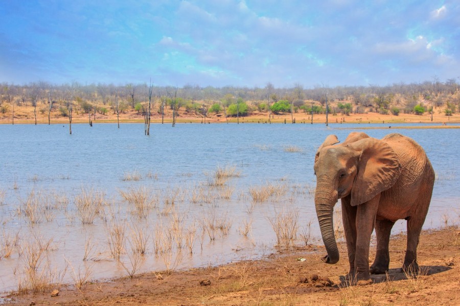 African Elephant standing next to Lake Kariba