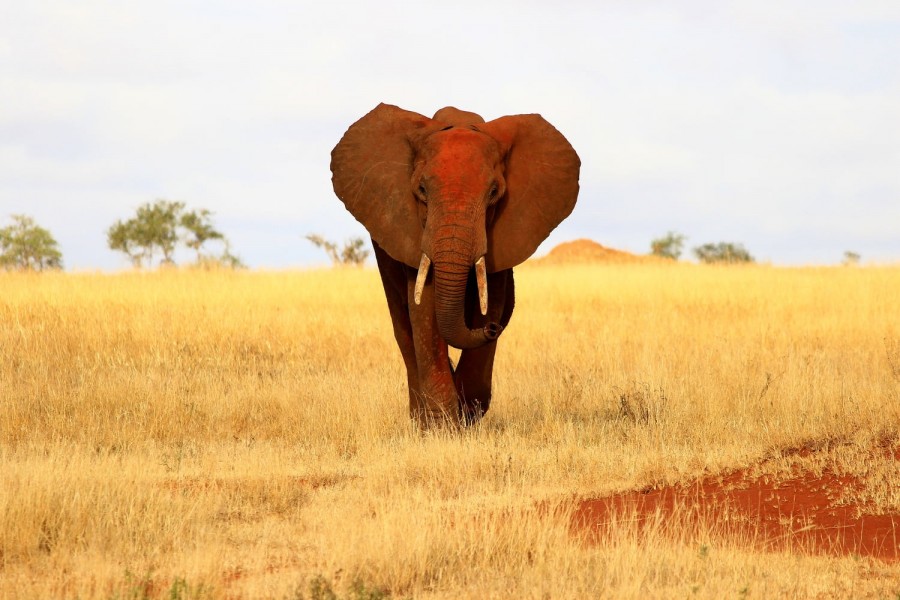 Tsavo East National Park