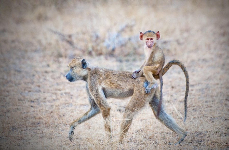 Safari to Selous by Air - 4 days - Southern side of Tanzania