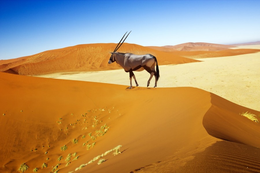 Sossusvlei and Deadvlei