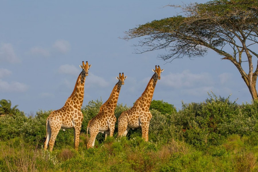 Group of African giraffe walks in iSimangaliso Wetland Park
