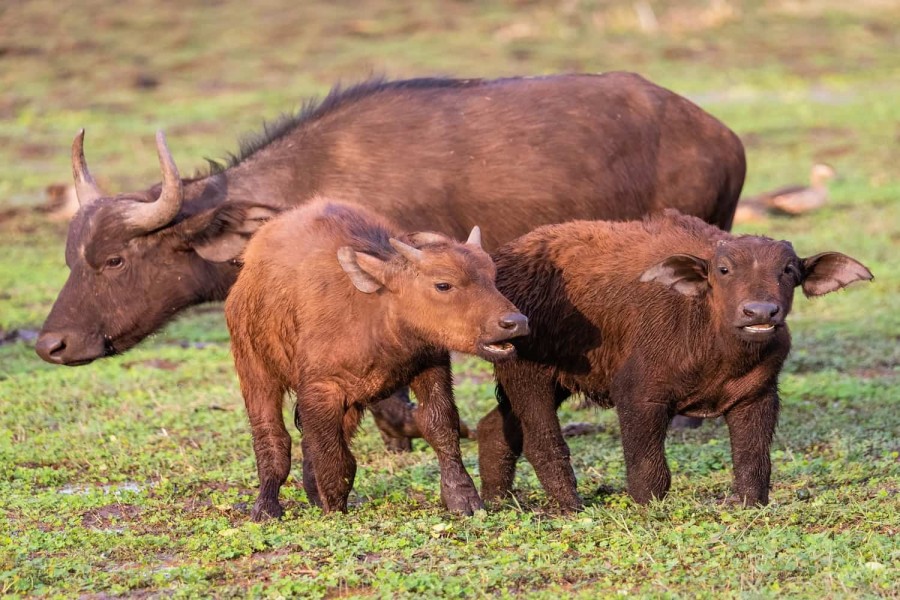 FAMILY SAFARI - Tanzania - Culture & Beach