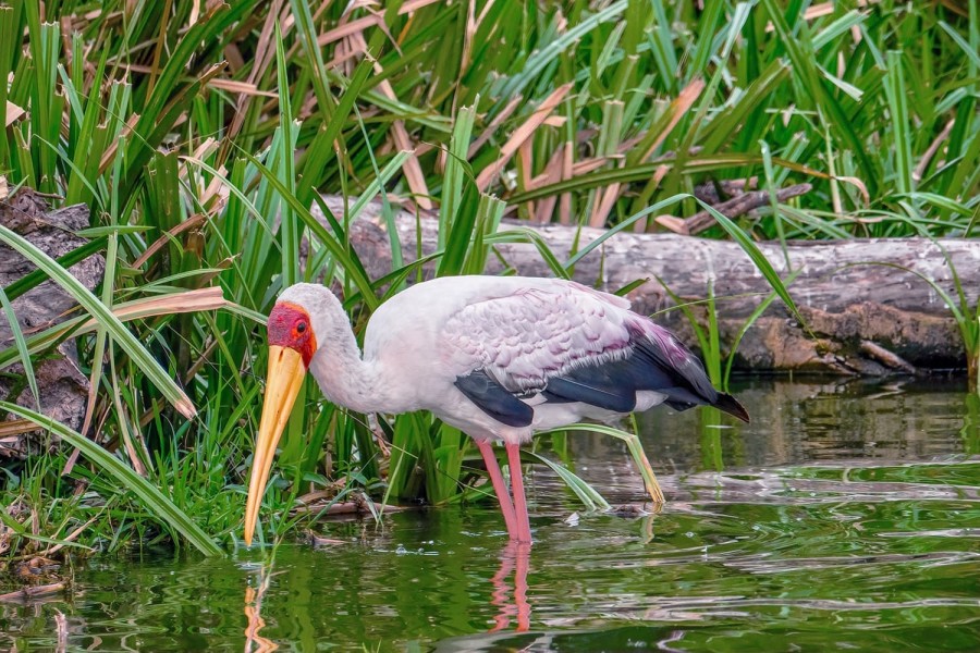 Yellow-billed stork searching for food on Lake Edward, Uganda