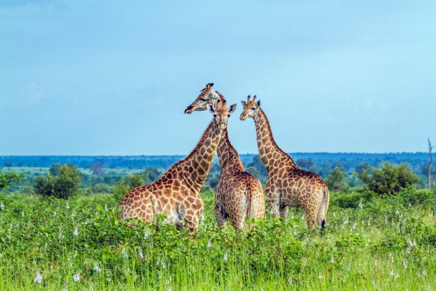 Four Day Kruger Safari Adventure