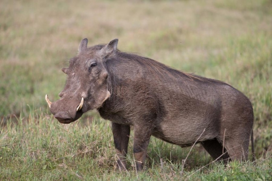 Warthog (Phacochoerus aethiopicus)